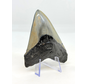 Megalodon Tooth ""Flemmeth's Tale"" (US) - 8.6 cm