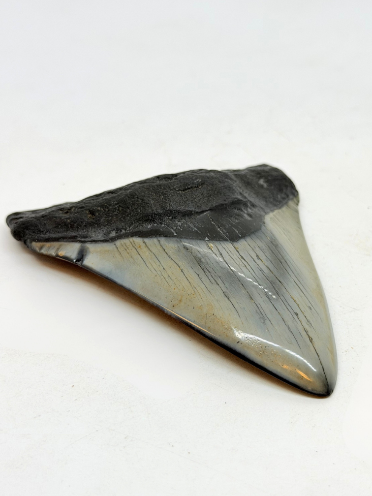 Megalodon Tand "Flemmeth's Tale" (VS) - 8,6 cm
