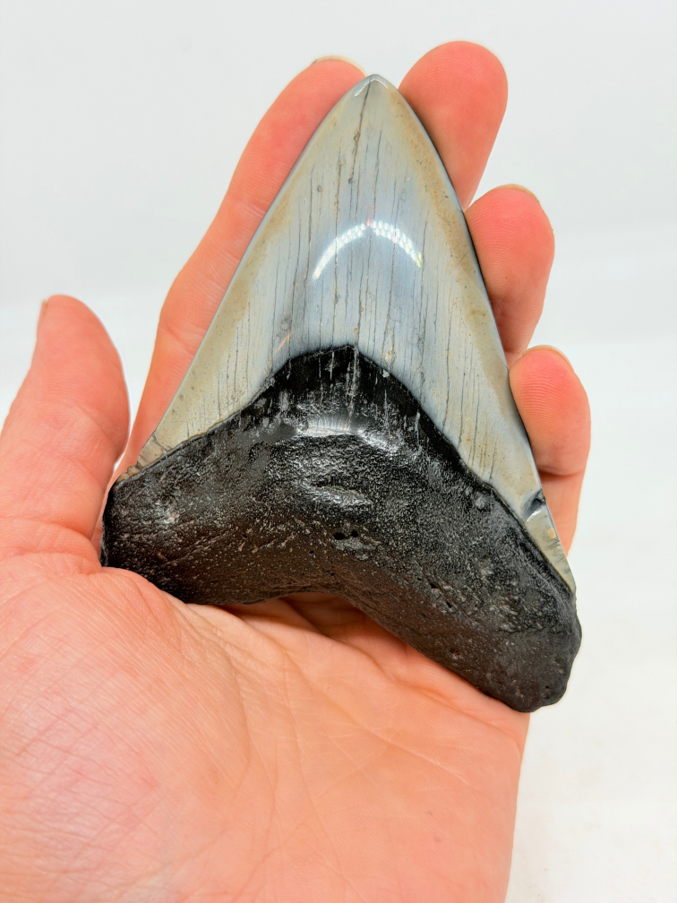 Dente di Megalodon " "Flemmeth's Tale"" (USA) - 8,6 cm