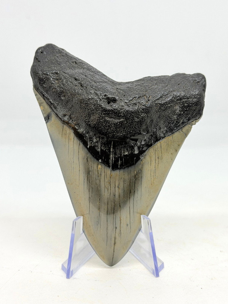 Megalodon-Zahn "Flemmeth's Tale"" (US) - 8,6 cm