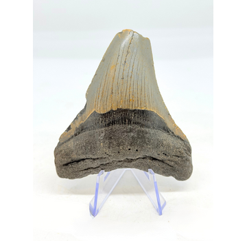 Megalodon-Zahn ''The Uncomfortable'' (US) - 8,8 cm