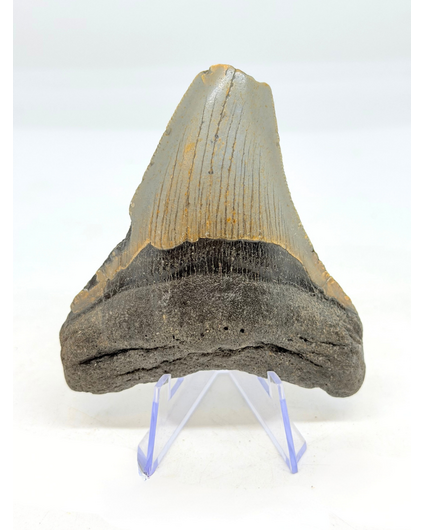 Dent de mégalodon ''The Uncomfortable'' (US) - 8,8 cm