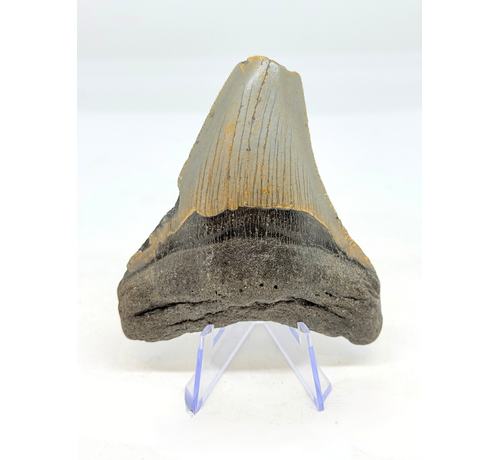 Megalodon tooth ''The Uncomfortable'' (US) - 8,8 cm