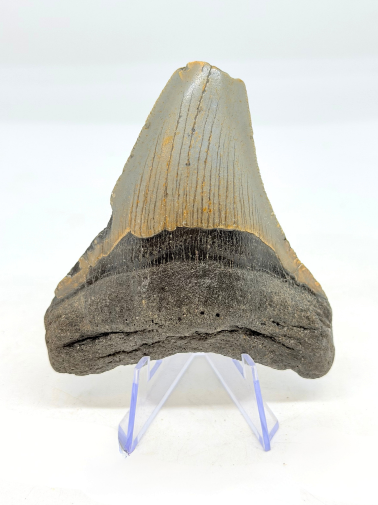 Megalodon tooth ''The Uncomfortable'' (US) - 8,8 cm