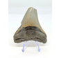 Megalodon tand ''The Uncomfortable'' (VS) - 8,8 cm
