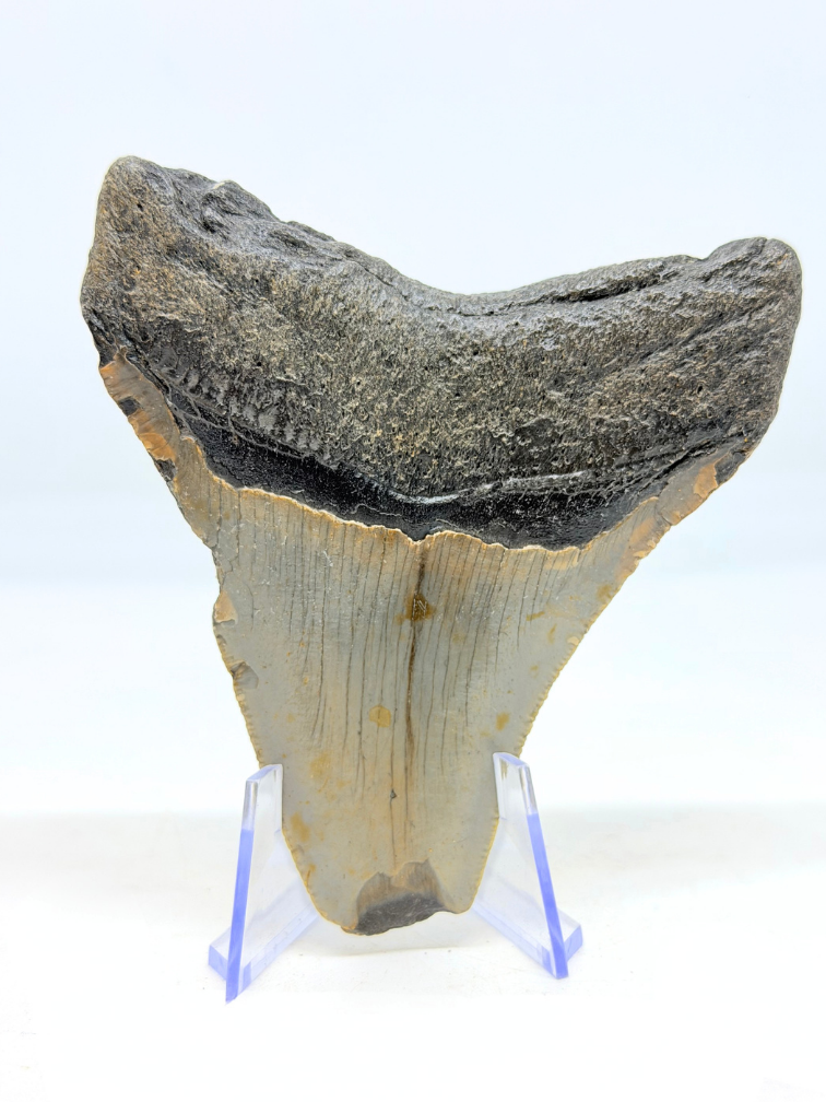Dente di Megalodon ''The Uncomfortable'' (USA) - 8,8 cm