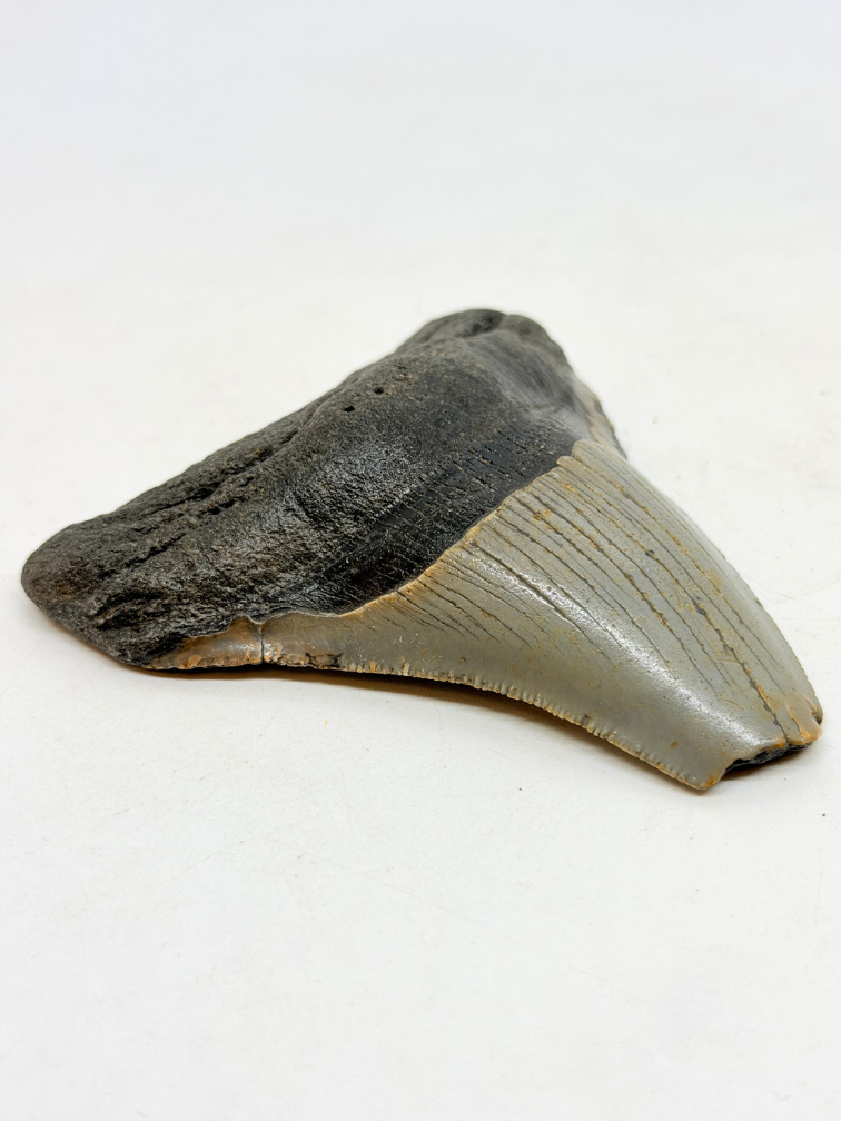 Megalodon tand ''The Uncomfortable'' (VS) - 8,8 cm