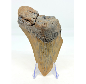 Megalodon tooth 'The Key' (US) - 11.6 cm (4.57 inches)