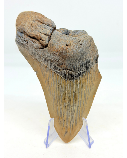 Dente di Megalodon 'The Key' (USA) - 11,6 cm (4,57 inch)