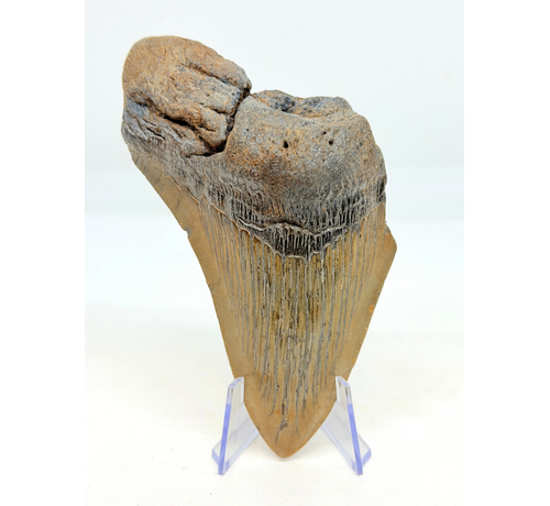 Megalodon tand 'The Key' (VS) - 11,6 cm (4,57 inch) 90 % tand