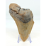 Megalodon-Zahn "The Key" (US) - 11,6 cm (4,57 inch)