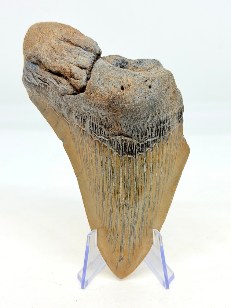 Megalodon tand 'The Key' (VS) - 11,6 cm (4,57 inch) 90 % tand