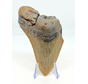 Dente di Megalodon 'The Key' (USA) - 11,6 cm (4,57 inch) 90% dente