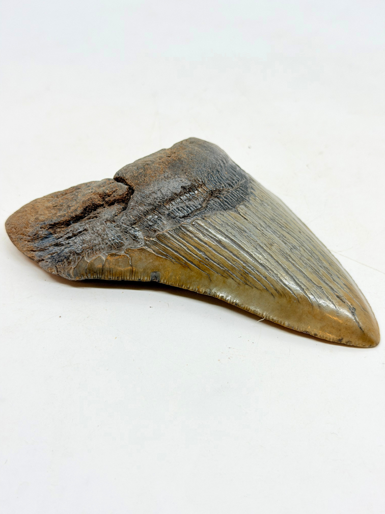 Dente di Megalodon 'The Key' (USA) - 11,6 cm (4,57 inch) 90% dente