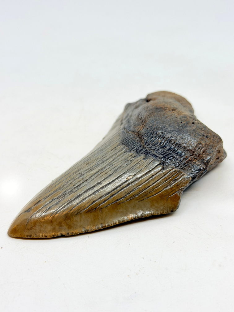 Dent de Megalodon 'The Key' (US) - 11.6 cm (4.57 inches) dent à 90%.