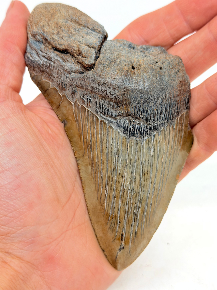 Dent de Megalodon 'The Key' (US) - 11.6 cm (4.57 inches) dent à 90%.
