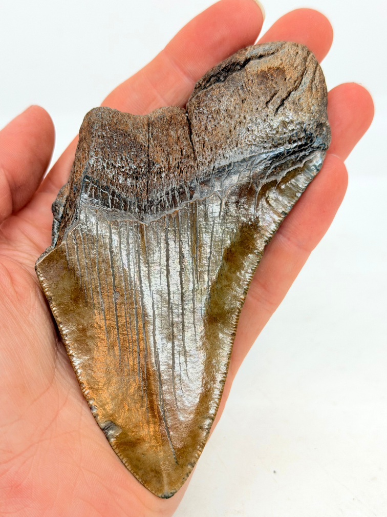 Dent de Megalodon 'The Key' (US) - 11.6 cm (4.57 inches) dent à 90%.