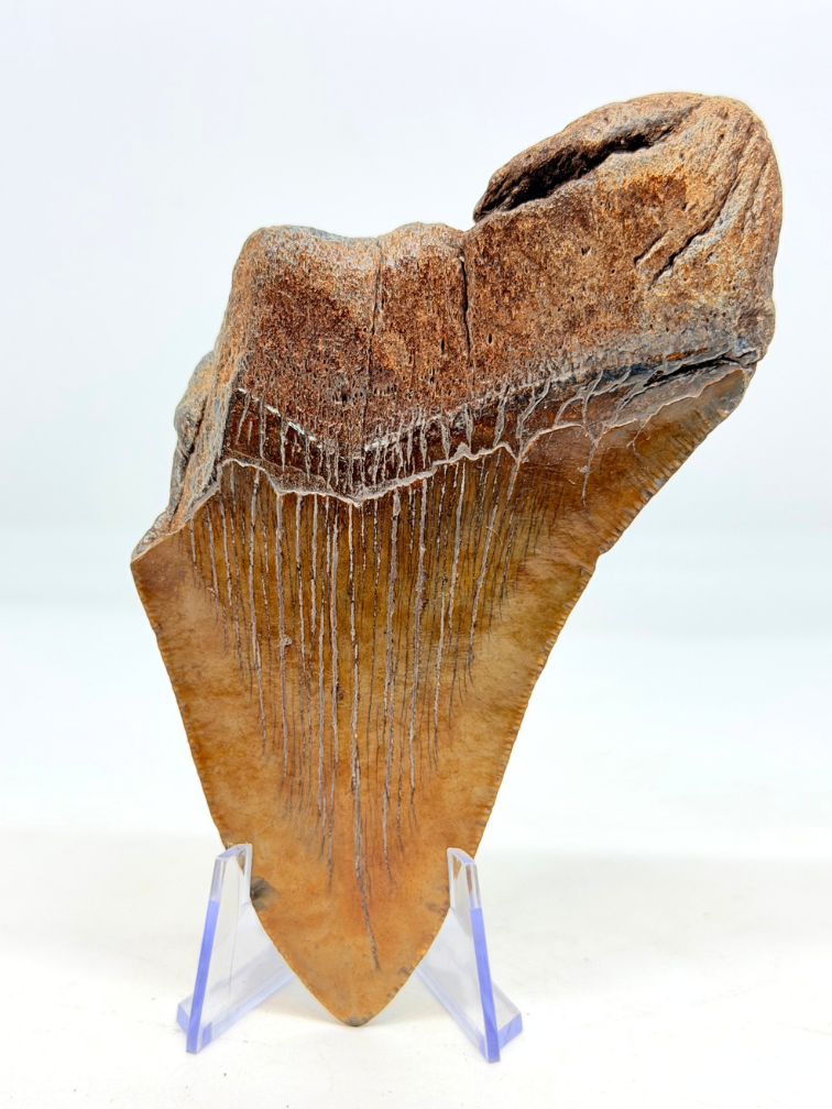 Dente di Megalodon 'The Key' (USA) - 11,6 cm (4,57 inch) 90% dente
