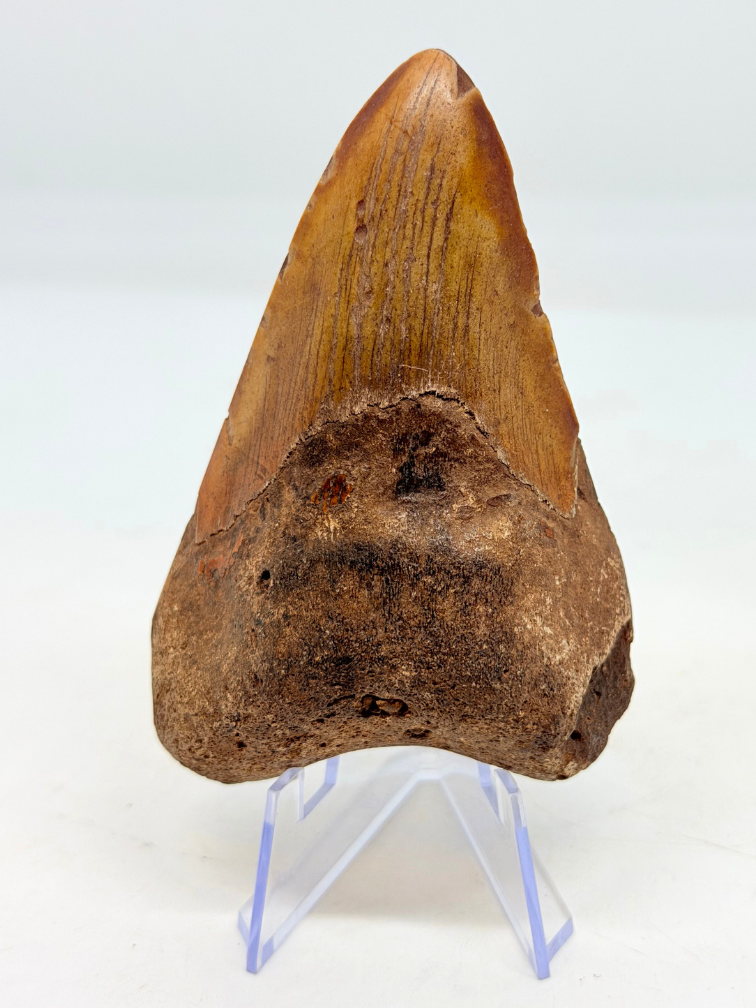 Megalodon-Zahn "Overpowered Darkness" (US) - 9,3 cm