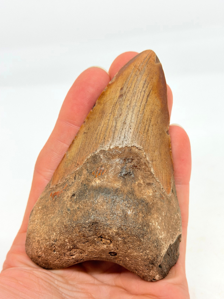Megalodon Tooth "Overpowered Darkness" (US) - 9,3 cm