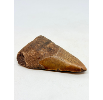Dente di Megalodon "Overpowered Darkness" (USA) - 9,3 cm