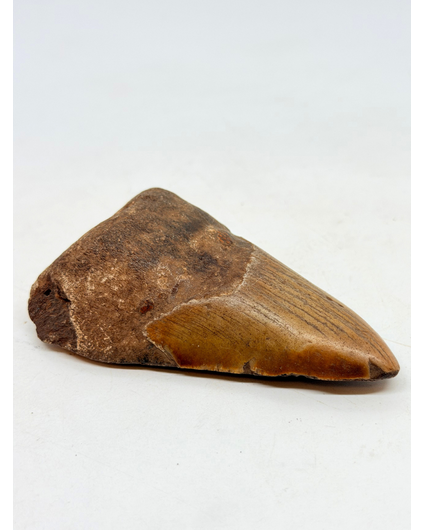 Megalodon Tooth "Overpowered Darkness" (US) - 9,3 cm