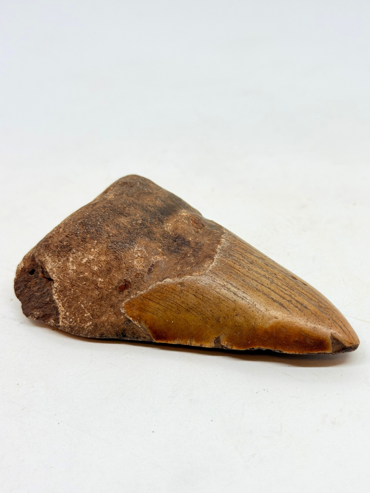 Dent de mégalodon "Overpowered Darkness" (US) - 9,3 cm