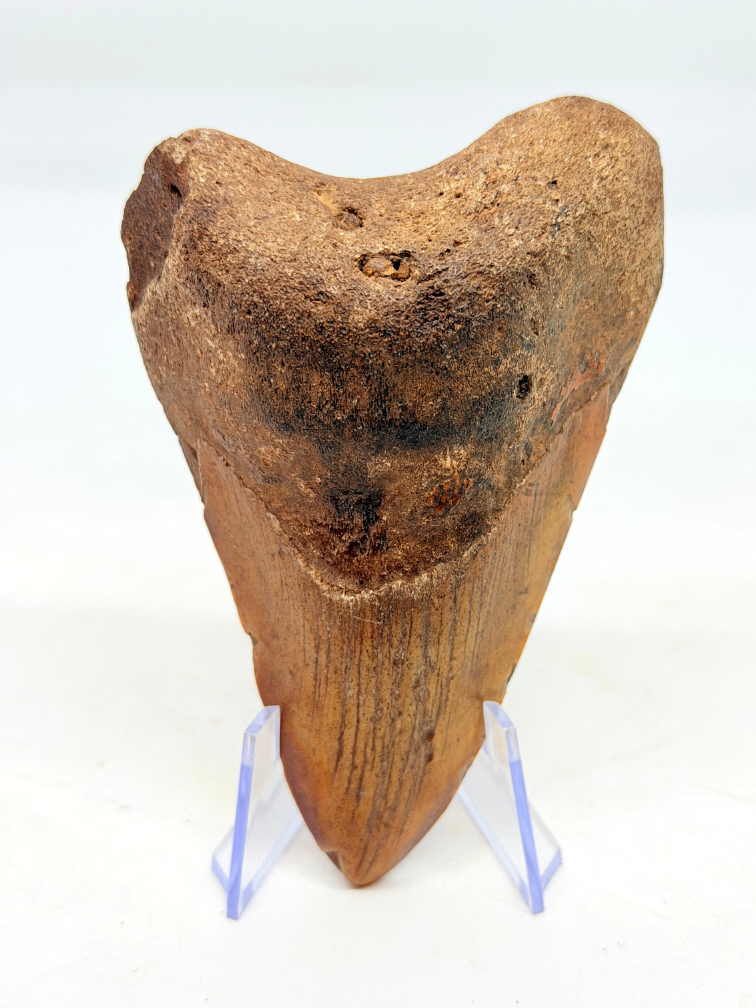 Diente de Megalodon "Overpowered Darkness" (US) - 9,3 cm