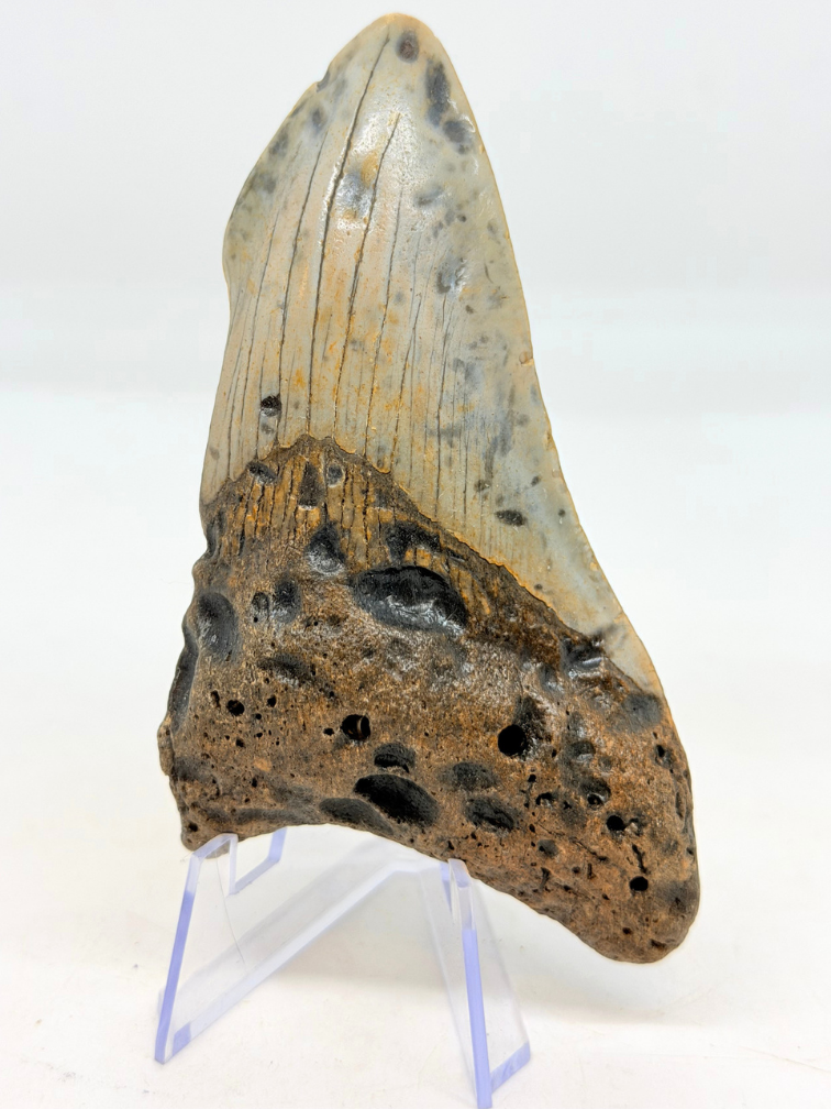 Megalodon-Zahn ''The Lone Wolf'' (US) - 10,4 cm