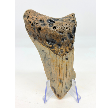 Megalodon tooth ''The Lone Wolf'' (US) - 10,4 cm