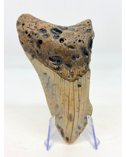 Dente di Megalodon ''The Lone Wolf'' (USA) - 10,4 cm