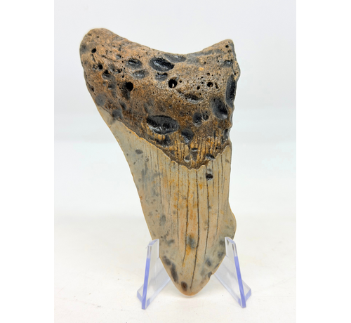 Megalodon tand ''The Lone Wolf'' (VS) - 10,4 cm