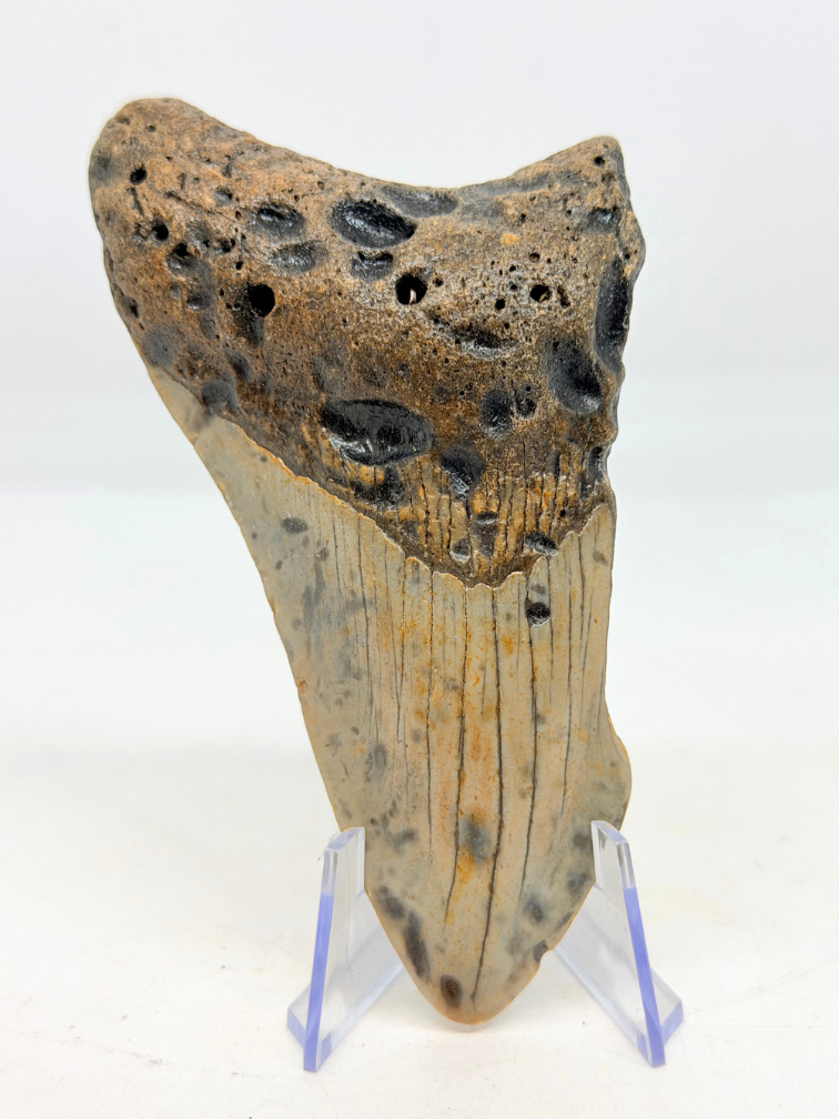 Megalodon tooth ''The Lone Wolf'' (US) - 10,4 cm