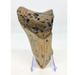 Megalodon tand ''The Lone Wolf'' (VS) - 10,4 cm