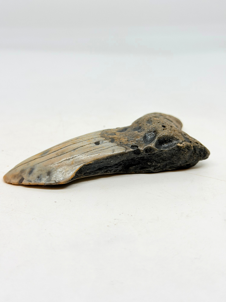 Diente de Megalodon ''The Lone Wolf'' (US) - 10,4 cm