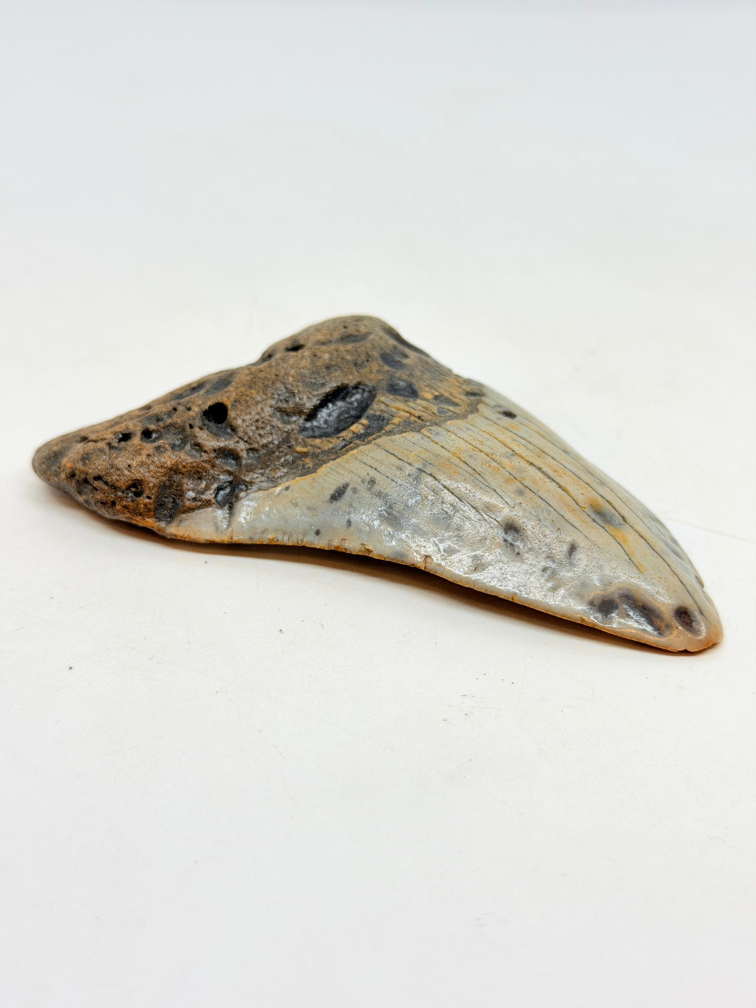 Dent de mégalodon ''The Lone Wolf'' (US) - 10,4 cm