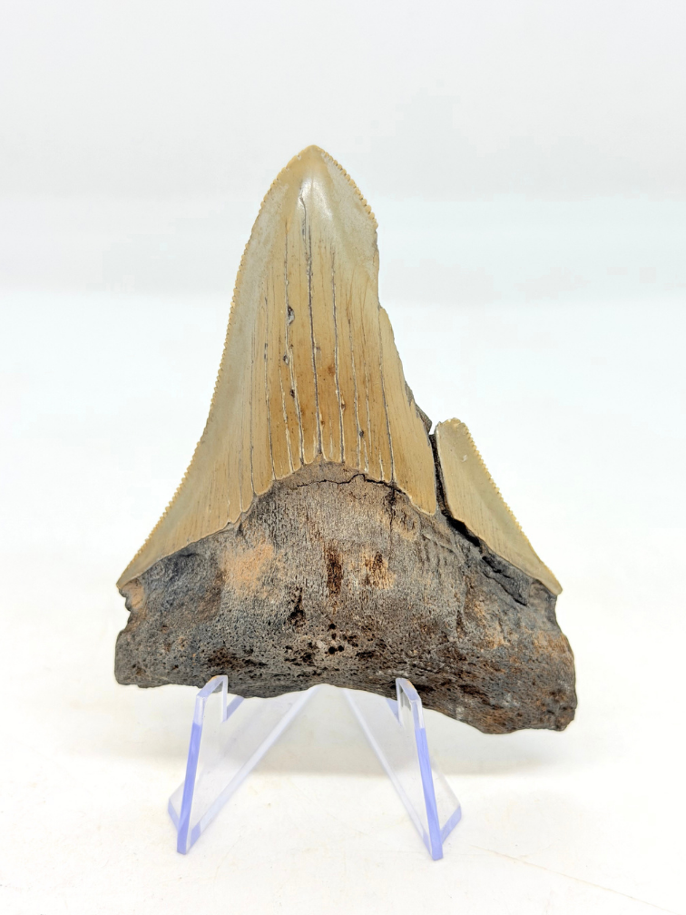 Dente di Megalodon "Midgard's Redemption" (USA) - 9,1 cm