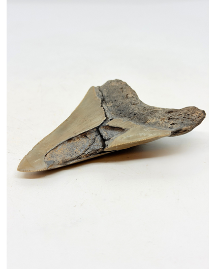 Dente di Megalodon "Midgard's Redemption" (USA) - 9,1 cm