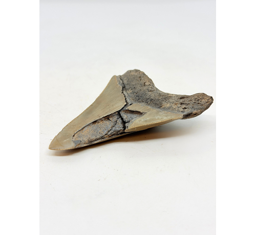 Dent de mégalodon "Midgard's Redemption" (US) - 9,1 cm