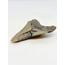 Megalodon Tand "Midgard's Redemption" (VS) - 9,1 cm