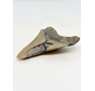 Megalodon Tand "Midgard's Redemption" (VS) - 9,1 cm