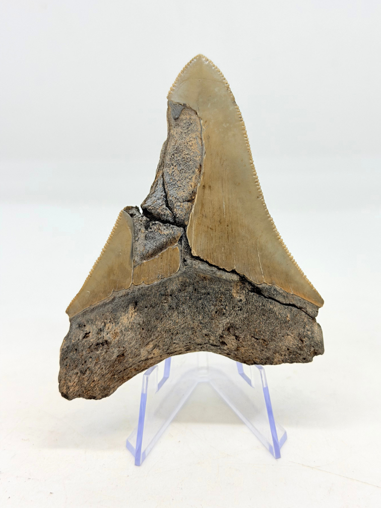 Megalodon-Zahn "Midgard's Redemption" (US) - 9,1 cm