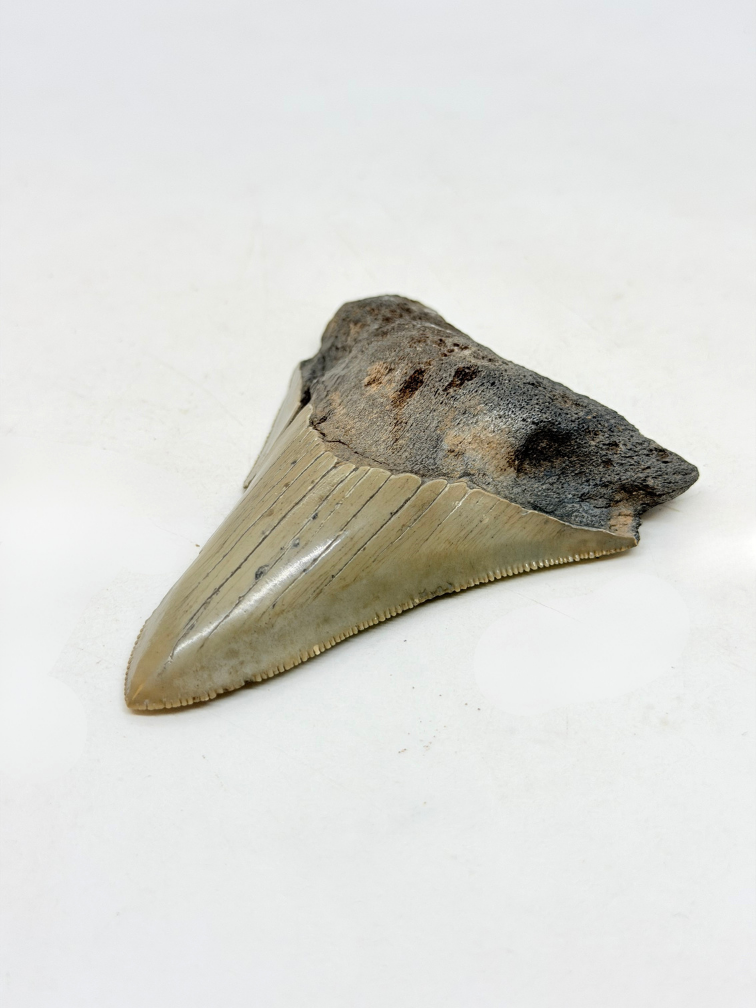 Megalodon-Zahn "Midgard's Redemption" (US) - 9,1 cm