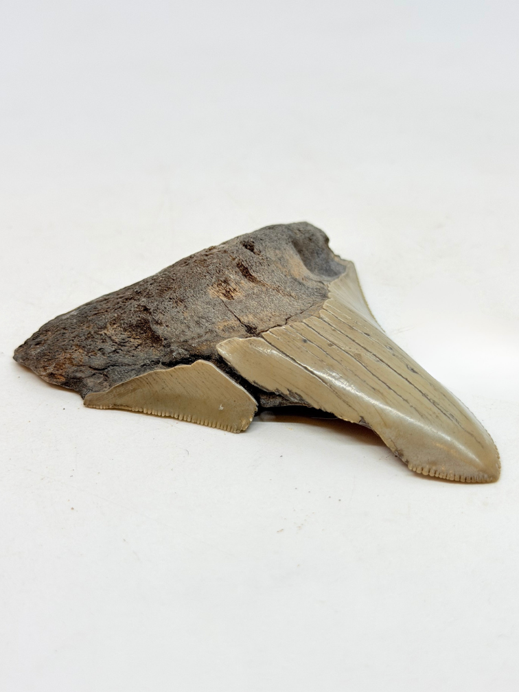 Dent de mégalodon "Midgard's Redemption" (US) - 9,1 cm