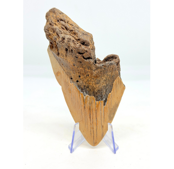 Dente di megalodonte "Berserker Fang" (USA) - 12 cm