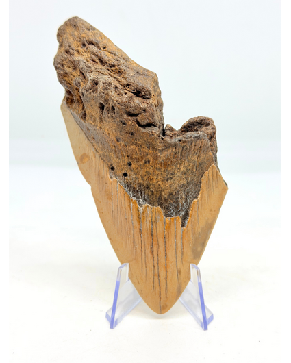Dent de mégalodon "Berserker Fang" (USA) - 12 cm