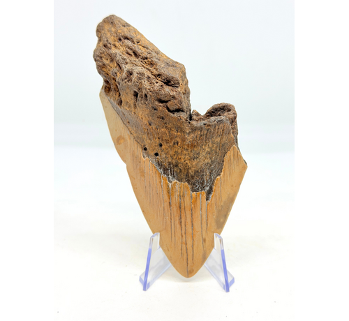Megalodon Tand "Berserker Fang" (VS) - 12 cm