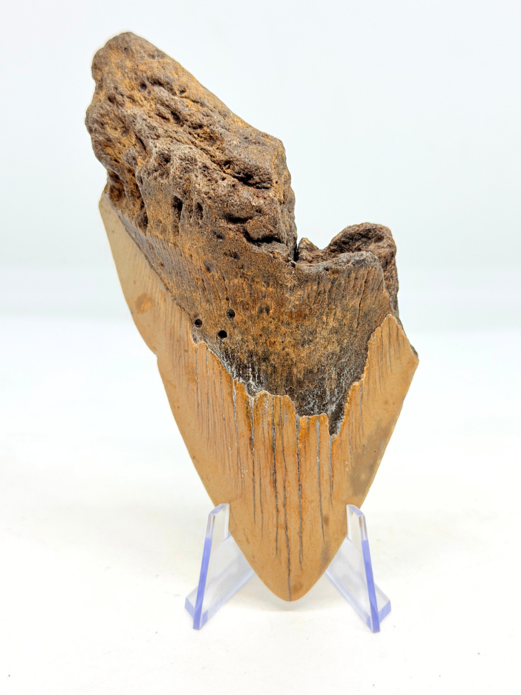 Dent de mégalodon "Berserker Fang" (USA) - 12 cm