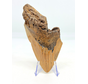 Megalodon Tand "Berserker Fang" (VS) - 12 cm