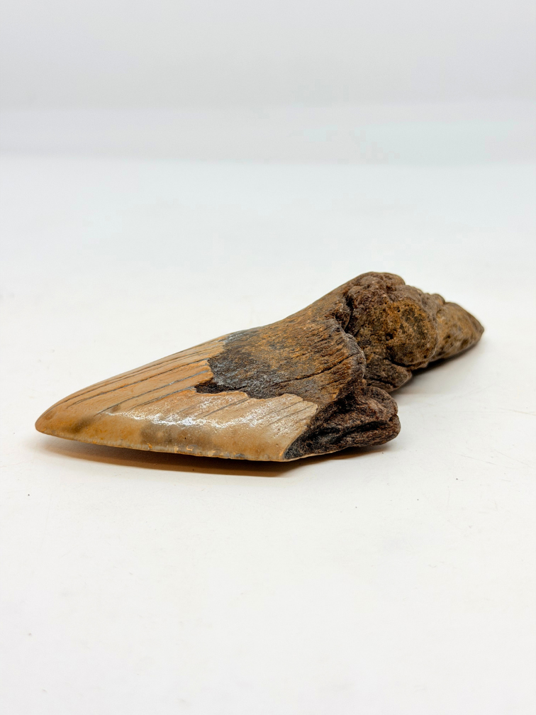 Megalodon Tand "Berserker Fang" (VS) - 12 cm